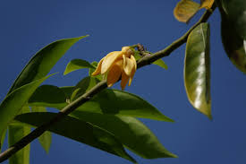 Image result for Artabotrys