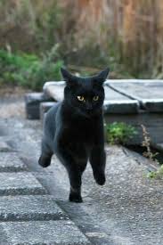 Siyah Kedi Black Cat Guzel Kediler Kedileri Seviyorum Hayvanlar