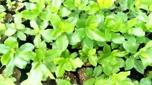 Image result for Mikaniopsis