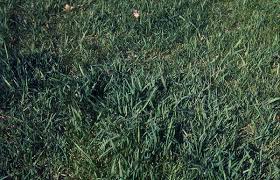 Maybe you would like to learn more about one of these? Is This Plant A Weed Garden University Of Minnesota Extension