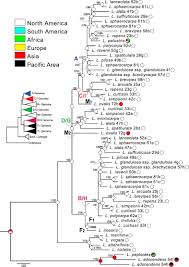 Disentangling Reticulate Evolution Of North Temperate Haplostemonous Ludwigia Onagraceae 1 2