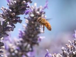 Maybe you would like to learn more about one of these? Pacific Northwest Pollinator Plants Pacifica Landscapes