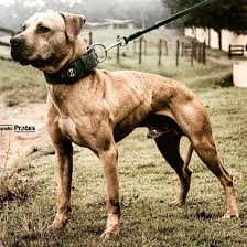 Beku Apbt Oaxaca On Instagram Rodrigo Sp K Realapbt Realgamedog Americanpitbullterrier Dogoftheday Pitbull Terrier American Pitbull Terrier Pitbulls