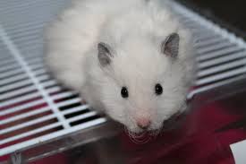 Black And White Syrian Hamster Naaraat Syrian Hamster Hamster Pet Rodents