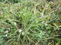 Image result for Paspalum scrobiculatum