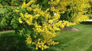 Check spelling or type a new query. List Of Flowering Trees In India 1 Is My Favourite