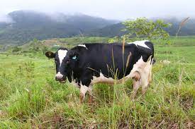 Bill of lading records in 2012 and 2014. Desa Cattle Dairy Farm And Milk Of Sabah Mysabah Com