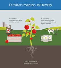Therefore, as the plant grows, it absorbs most of the nutrients from the soil, thus making the soil less fertile for the next batch of crops that are to be planted. Five Important Facts About Mineral Fertilizer Yara International