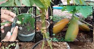 Tapi korang tahu tak sebenarnya korang boleh tanam dalam pasu je. Cara Tanam Pokok Betik Super Kerdil Supaya Berbuah Diatas Tanah My Info Berita