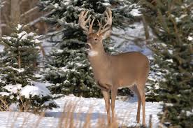 white tailed deer