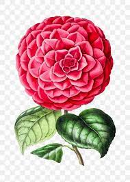 Vintage Pink Camellia Flower Design Element Free Image By Rawpixel Com Gade Flower Painting Camellia Flower Flower Art