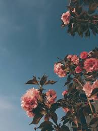 Pin By Jihan Azzahra On Moi Oboi Flower Aesthetic Flower Wallpaper Aesthetic Wallpapers