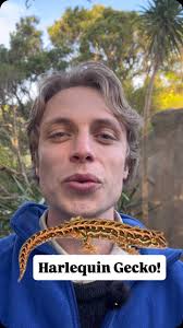 A lizard…that doesn’t lay eggs?? 🦎🥚🚫, The harlequin lizard joins the  list of animals with amazing and somewhat freaky abilities, Thanks to  @wwfnz for this series! , What animal should we do next? 🤔, ...