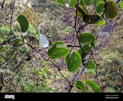 Image result for Smilax anceps