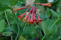 Halfwintergroene wijnstok (altijd groen in mildere gebieden) die ondersteuning nodig heeft om te klimmen. Alabama Scarlet Trumpet Honeysuckle Lonicera Sempervirens Alabama Scarlet In Lake Bluff Forest Libertyville Waukegan Mundelein Illinois Il At Pasquesi Home Gardens