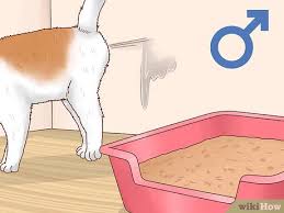 What is a female kitten called? How To Determine The Sex Of A Kitten 9 Steps With Pictures