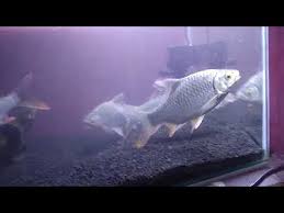 Isikan air kedalam aquarium dengan ketinggian 25 cm. Budidaya Ikan Wader Di Aquarium Infoakuakultur Com