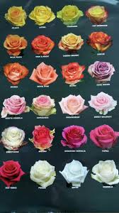 Well, friends, this is a weird one—the experts agree that this flower has two very different meanings. Pin On Types Of Flowers