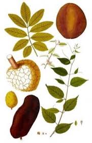 Image result for Hymenaea courbaril