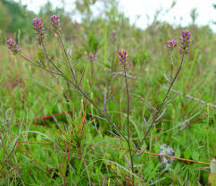 Image result for Polygala nematophylla