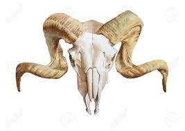 Etosell halloween goat skull shape mask halloween cosplay masquerade party sheep skull satanic goat skull face mask windproof tube mask headwear for out riding motorcycle bicycle. Illustration With Goat Skull Watercolor Illustration Hand Drawn Stock Photo Aff Skull Watercolor Illustration Goat Skull Skull Reference Skull Art