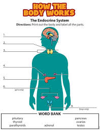 endocrine system lessons tes teach