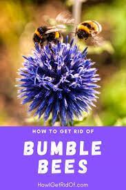Wear protective clothing like a thick coat, pants and gloves. How To Get Rid Of Bumble Bees How I Get Rid Of