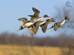 There are many more hot tagged wallpapers in stock! Waterfowl