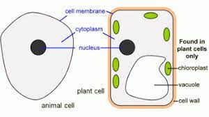 Maybe you would like to learn more about one of these? Living World Year 7 And 8 Hatziscience For Nsw