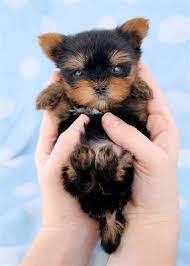 Newborn yorkies yorkshire terrier information center. Newborn Yorkies Shefalitayal