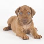 Feel free to browse hundreds of active classified puppy for sale listings, from dog breeders in pa and the surrounding areas. Vizsla Puppies For Sale In Ohio