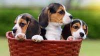 Maybe you would like to learn more about one of these? Beagle Puppy For Sale Bangalorepups