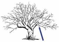 We did not find results for: Renovating Old Apple Trees Fedco Trees