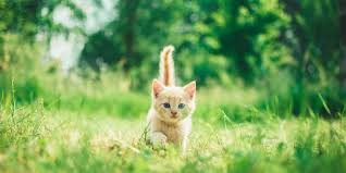 Animals such as cats, barn owls, dogs, and birds can help. Do Cats Keep Mice Away Aptive Environmental
