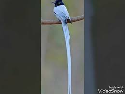 Everybody knows that the peacock is a brilliant tail feather. Birds Of Paradise With Long Tail Birds With Beautiful And Funny Tail Youtube