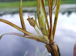 Image result for Vallisneria