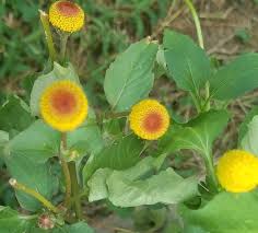 Image result for Spilanthes costata
