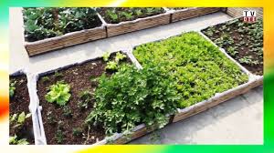 A gardening enthusiast who loves to grow veggies organically or using modern techniques. How To Setup Rooftop Kitchen Garden Step By Step Instructions Agriculture Information Bank