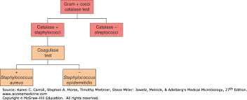 Classification Of Bacteria Jawetz Melnick Adelbergs