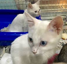 Turkmenoglu Alisveris Merkezi Adli Kullanicinin Van Kedisi Paylasim Sayfasi Page Sharing Van Cats In Turkey Panosundaki Pin Kedi