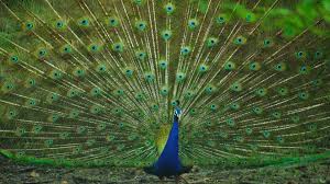 Peacocks are beautiful birds that are notable for their long, colorful feathers, and the. 10 Best Places To Find Wild Peacocks In India Wildlifezones