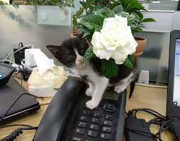 You Are More Beautiful Than Gardenia Cats Beautiful Animals