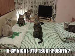 Смешные картинки с котами / Самые смешные детские анекдоты до слез и  приколы для детей / Ёжка - стихи, загадки, творчество и уроки рисования для  детей