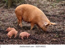 While the colour may resemble that of a duroc, the tamworth is not to be confused with its red cousin. Tamworth Pig Piglets Stock Photo Edit Now 1029148321