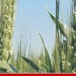 Specialistii lauda soiurile de nuci frantuzesti, de asemenea si cei care au inceput cultivarea lor in romania. Seminte De Grau De Toamna Preturi Si Imagini Agropost