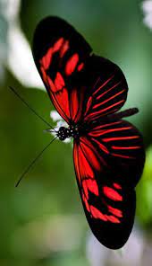 Mariposa Roja Y Negra Mariposas Rojas Mariposas Reales Fotos De Mariposas