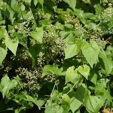 Image result for Mikania