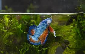 Why Is My Betta Fish Not Eating Top 5 Possible Reasons