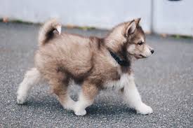 It S So Fluffy Teddy Welcome To Our Family Husky Puppy Siberian Husky Dog Boarding