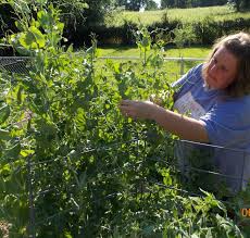 We did not find results for: How To Grow A Successful Garden With No Gardening Skills